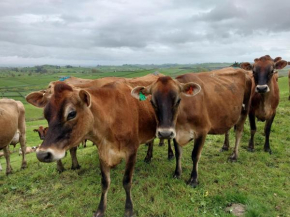 Country Retreat BnB, Matamata
